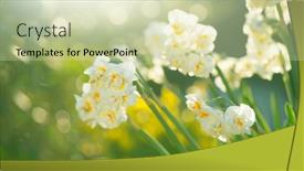  Presentation with narcissus - Slides enhanced with daffodils-narcissus-white-daffodil-flowers background and a soft green colored foreground