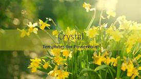  Presentation with daffodil - Presentation featuring daffodils-narcissus-yellow-daffodil-flowers background and a gold colored foreground