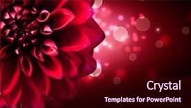  Presentation with dahlia - Presentation design featuring dahlia autumn flower design red background and a wine colored foreground