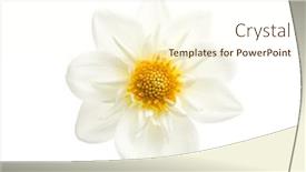  Presentation with dahlia - Theme having  background and a  colored foreground