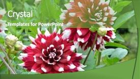  Presentation with dahlia - Presentation theme consisting of dahlia duet flowers background and a seafoam green colored foreground