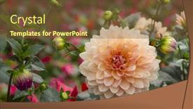  Presentation with dahlia - 