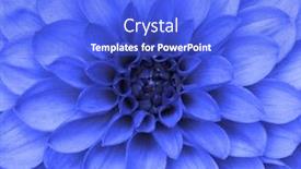  Presentation with dahlia - PPT layouts having dahlia flower closeup macro nature background background and a cobalt blue colored foreground