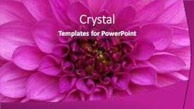  Presentation with dahlia - Colorful theme enhanced with dahlia flower closeup macro nature background backdrop and a purple colored foreground