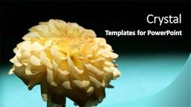  Presentation with dahlia - 