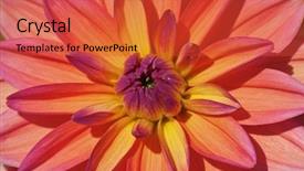  Presentation with dahlia - Theme consisting of dahlia flower in the garden background and a red colored foreground