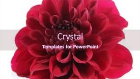  Presentation with dahlia - 