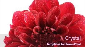  Presentation with dahlia - 