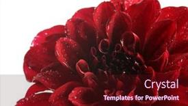  Presentation with dahlia - 