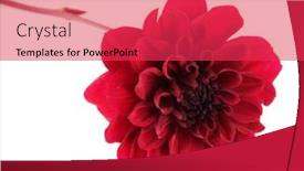  Presentation with dahlia - Cool new presentation with group of cute teddy bears sitting together against with wallpaper backdrop and a coral colored foreground