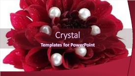  Presentation with dahlia - 