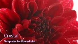  Presentation with dahlia - 