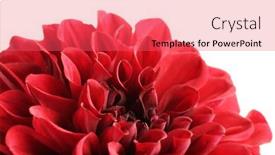  Presentation with dahlia - 