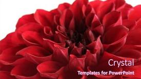  Presentation with dahlia - 