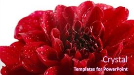  Presentation with dahlia - 