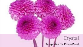  Presentation with dahlia - 