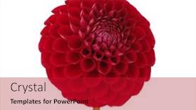  Presentation with dahlia - 