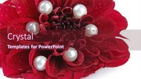  Presentation with dahlia - 