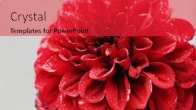  Presentation with dahlia - 