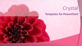  Presentation with dahlia - 