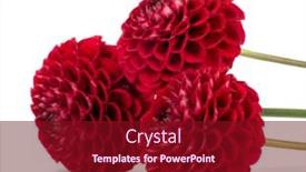  Presentation with dahlia - 