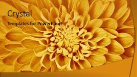  Presentation with floral - Slide set with dahlia flower petals pattern close-up floral orange background background and a gold colored foreground