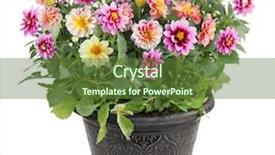  Presentation with flower border colorful made - PPT theme having dahlia flower plant in pot background and a tawny brown colored foreground