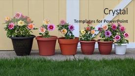  Presentation with dahlia - Presentation theme with dahlia flower planter row background and a soft green colored foreground