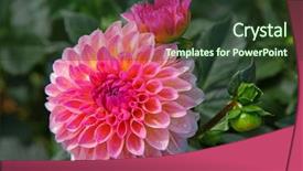  Presentation with colorful flower - PPT layouts having dahlia flower with morning dew background and a tawny brown colored foreground