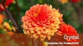  Presentation with flower border colorful made - Audience pleasing slide deck consisting of dahlia flower with morning dew backdrop and a crimson colored foreground