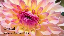 Presentation with colorful flower - PPT theme featuring dahlia flower with morning dew background and a coral colored foreground