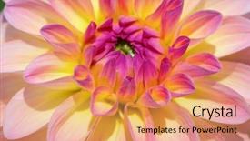  Presentation with colorful flower - Cool new PPT layouts with dahlia flower with morning dew backdrop and a yellow colored foreground