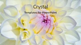  Presentation with flower border colorful made - Slide deck enhanced with dahlia flower with morning dew background and a soft green colored foreground