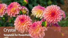  Presentation with flower border colorful made - Amazing PPT theme having dahlia flower with morning dew backdrop and a coral colored foreground