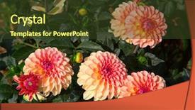  Presentation with flower border colorful made - Beautiful slide deck featuring dahlia flower with morning dew backdrop and a tawny brown colored foreground