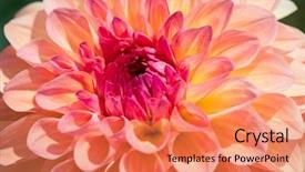  Presentation with colorful flower - PPT theme with dahlia flower with morning dew background and a coral colored foreground