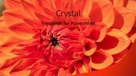  Presentation with flower border colorful made - Colorful slide set enhanced with dahlia flower with morning dew backdrop and a red colored foreground