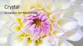  Presentation with colorful flower - Slide set having dahlia flower with morning dew background and a lemonade colored foreground