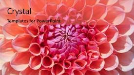  Presentation with flower border colorful made - Audience pleasing presentation design consisting of dahlia flower with morning dew backdrop and a coral colored foreground