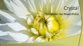  Presentation with colorful flower - Presentation theme featuring dahlia flower with morning dew background and a mint green colored foreground