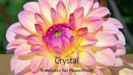  Presentation with flower border colorful made - Cool new slide set with dahlia flower with morning dew backdrop and a coral colored foreground