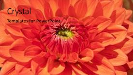  Presentation with flower border colorful made - Amazing presentation theme having dahlia flower with morning dew backdrop and a red colored foreground