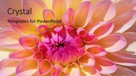  Presentation with flower border colorful made - Presentation featuring dahlia flower with morning dew background and a coral colored foreground