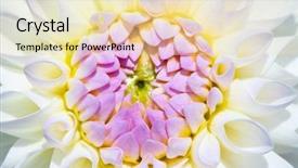  Presentation with flower border colorful made - Presentation theme featuring dahlia flower with morning dew background and a lemonade colored foreground