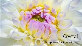  Presentation with flower border colorful made - Cool new slide deck with dahlia flower with morning dew backdrop and a soft green colored foreground