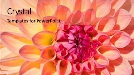  Presentation with flower border colorful made - Amazing slide set having dahlia flower with morning dew backdrop and a coral colored foreground