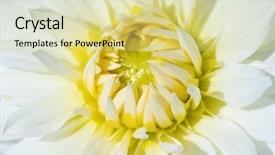  Presentation with flower border colorful made - Slide set with dahlia flower with morning dew background and a yellow colored foreground