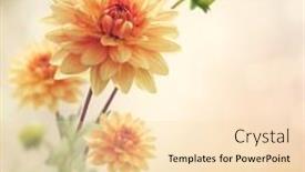  Presentation with dahlia - 