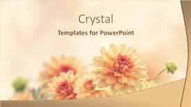  Presentation with dahlia - 