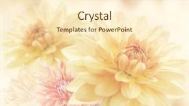  Presentation with dahlia - Audience pleasing PPT theme consisting of dahlia flowers close up backdrop and a cream colored foreground